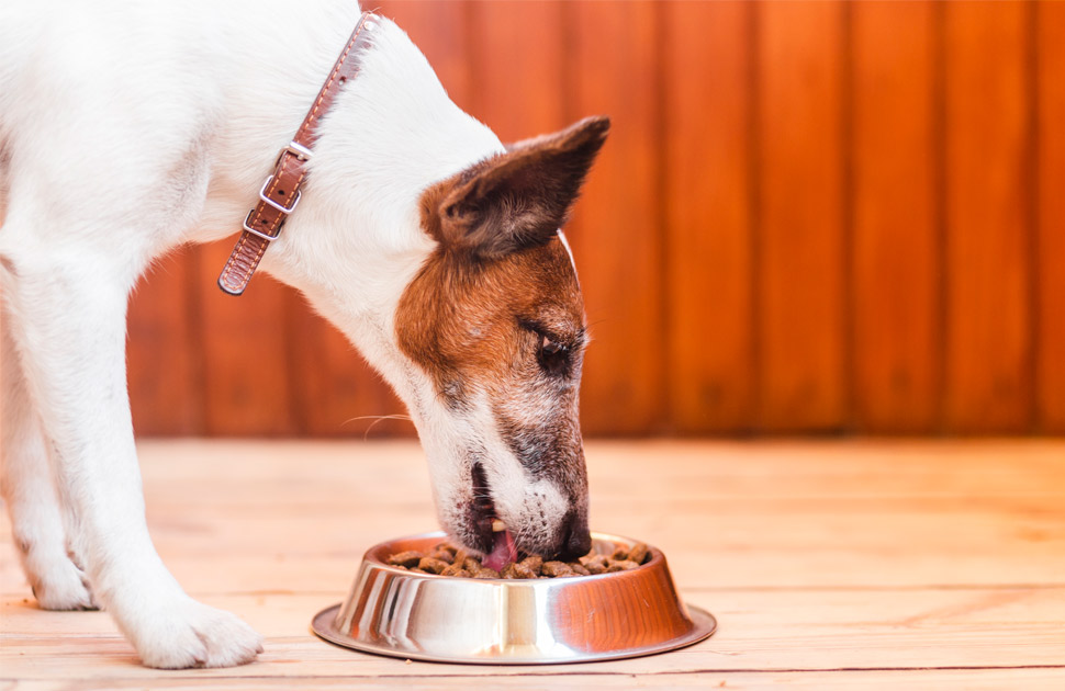 Πως να διαλέξετε την σωστή τροφή για τον σκύλο σας